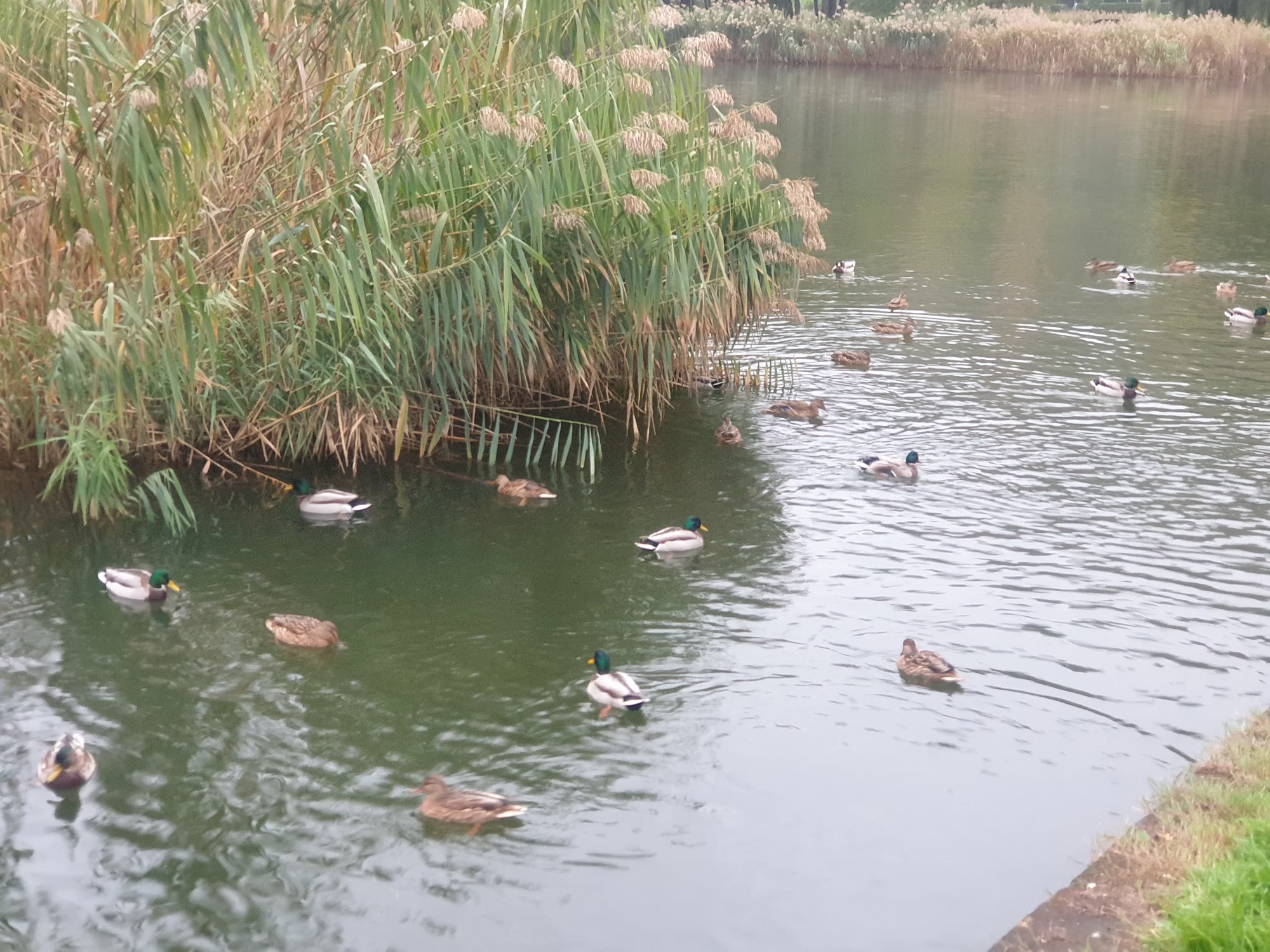 Rațe pe Lacul Noua