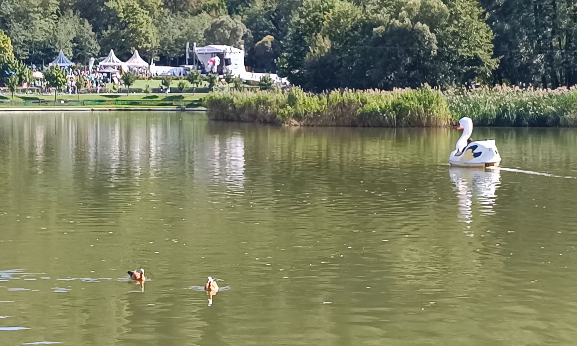Bărci cu pedale și rățuște pe Lacul Noua